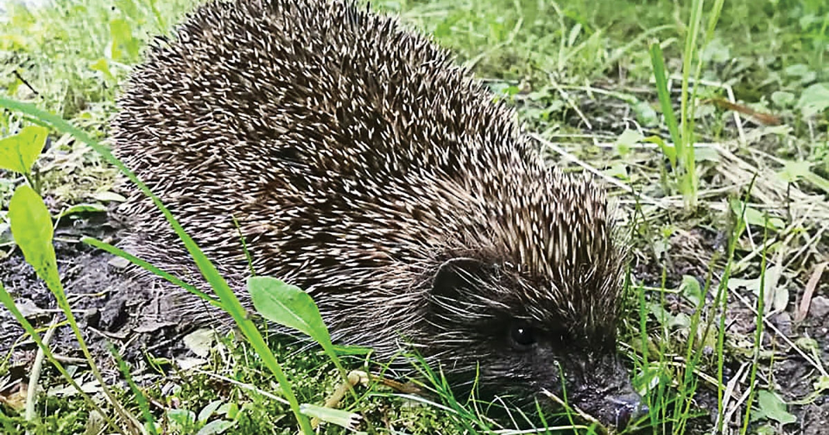 Sündisznó a kertben